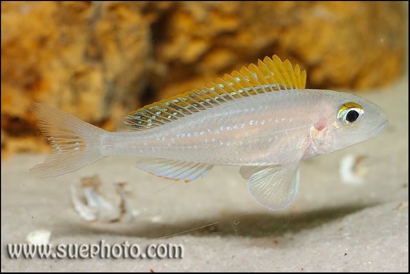 Xenotilapia cf. papilio 'Katete'